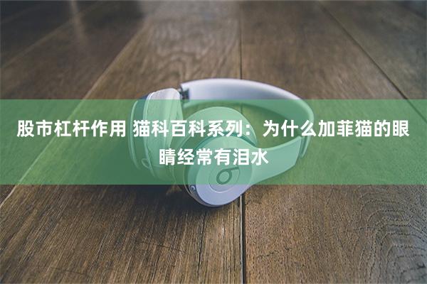 股市杠杆作用 猫科百科系列：为什么加菲猫的眼睛经常有泪水