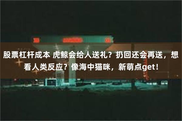 股票杠杆成本 虎鲸会给人送礼？扔回还会再送，想看人类反应？像海中猫咪，新萌点get！